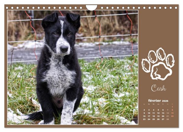 Produktbild: Border collie puppies (Calendrier mural 2026 DIN A4 vertical), CALVENDO calendrier mensuel