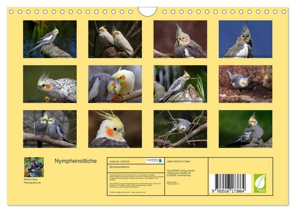 Produktbild: Nymphensittiche (Wandkalender 2026 DIN A4 quer), CALVENDO Monatskalender