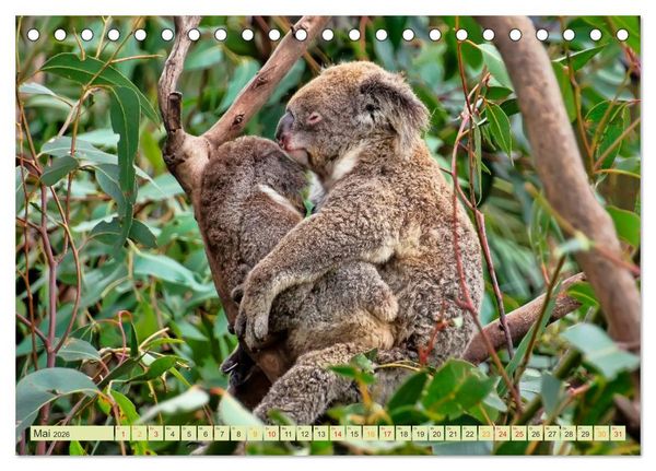 Produktbild: Koala - kleiner Teddy (Tischkalender 2026 DIN A5 quer), CALVENDO Monatskalender