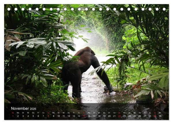 Produktbild: Gorillas. Friedliebende Kraftpakete (Tischkalender 2026 DIN A5 quer), CALVENDO Monatskalender