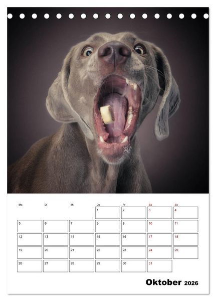 Produktbild: Fang das Leckerli (Tischkalender 2026 DIN A5 hoch), CALVENDO Monatskalender