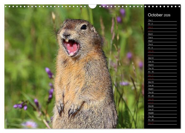 Produktbild: North America's Wildlife (Wall Calendar 2026 DIN A3 landscape), CALVENDO 12 Month Wall Calendar