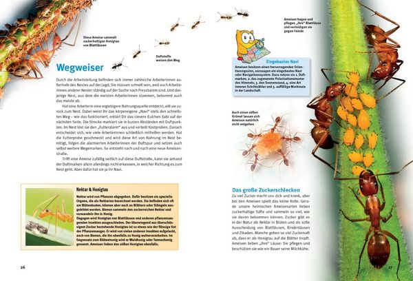 Produktbild: Entdecke die Ameisen