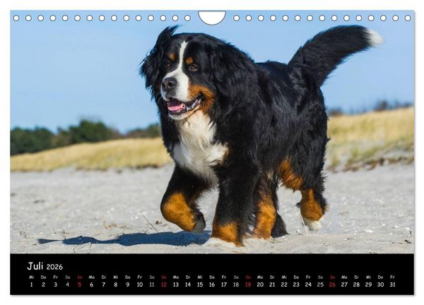 Produktbild: Berner Sennenhund 2026 (Wandkalender 2026 DIN A4 quer), CALVENDO Monatskalender