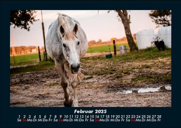 Produktbild: Die Welt der Pferde 2025 Fotokalender DIN A5