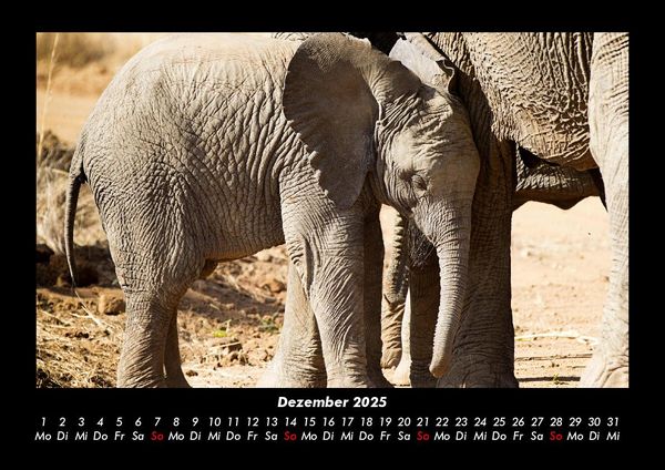 Produktbild: Elefanten Kalender 2025 Fotokalender DIN A3