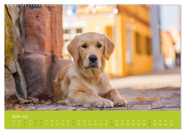 Produktbild: Traumschnauzen (Wandkalender 2026 DIN A2 quer), CALVENDO Monatskalender