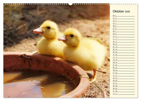 Produktbild: Entz&uuml;ckende Entenk&uuml;ken (Wandkalender 2026 DIN A2 quer), CALVENDO Monatskalender