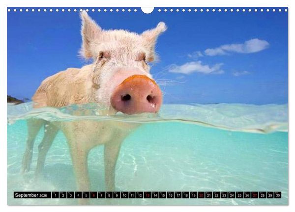 Produktbild: The Swimming Pigs of Bahamas (Wall Calendar 2026 DIN A3 landscape), CALVENDO 12 Month Wall Calendar