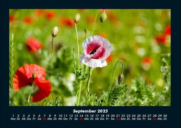 Produktbild: Blumenkalender 2025 Fotokalender DIN A4