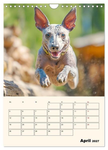 Produktbild: Xolos. Seelenhunde aus Mexiko (Wandkalender 2027 DIN A4 hoch), CALVENDO Monatskalender