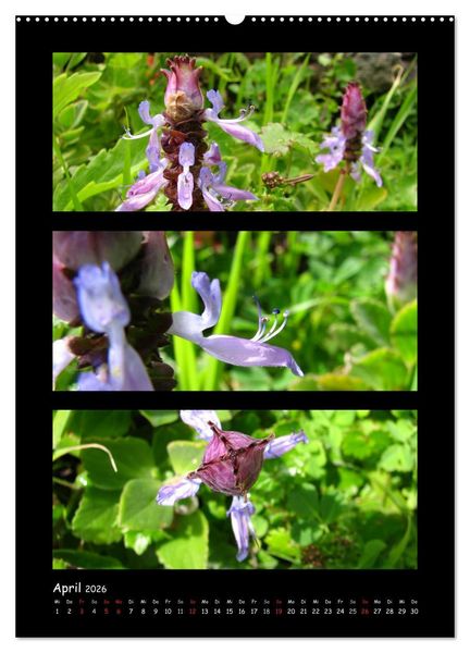 Produktbild: ZAUBERWELT DER BLUMEN - EISKRISTALLE & WASSERPERLEN (Wandkalender 2026 DIN A2 hoch), CALVENDO Monatskalender