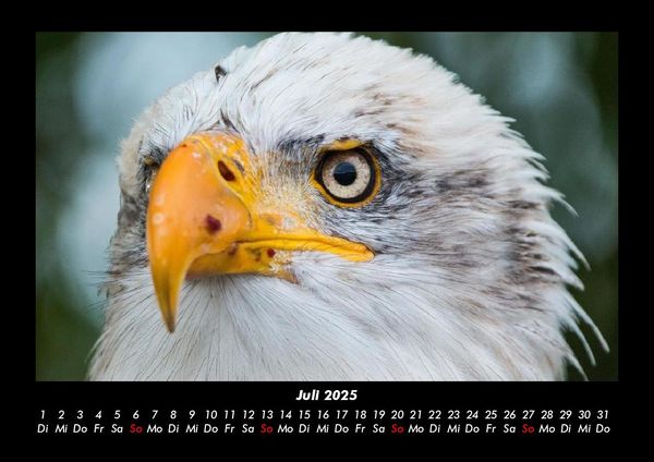 Produktbild: Welt der V&ouml;gel 2025 Fotokalender DIN A3