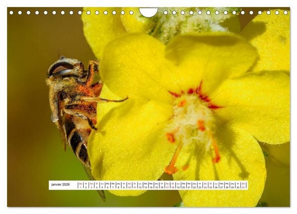 Produktbild: La vie de nos prairies - Les gu&ecirc;pes et les abeilles (Calendrier mural 2026 DIN A4 vertical), CALVENDO calendrier mensuel