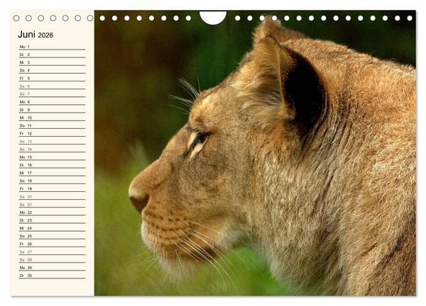 Produktbild: L&ouml;wen (Wandkalender 2026 DIN A4 quer), CALVENDO Monatskalender
