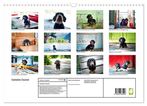 Produktbild: Geliebte Dackel (Wandkalender 2026 DIN A3 quer), CALVENDO Monatskalender