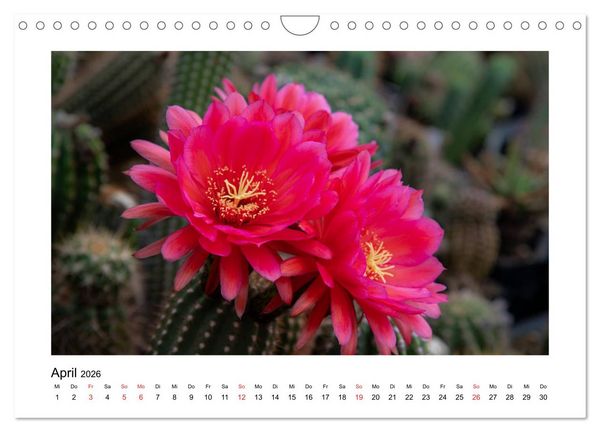 Produktbild: Kakteen und Sukkulenten (Wandkalender 2026 DIN A4 quer), CALVENDO Monatskalender