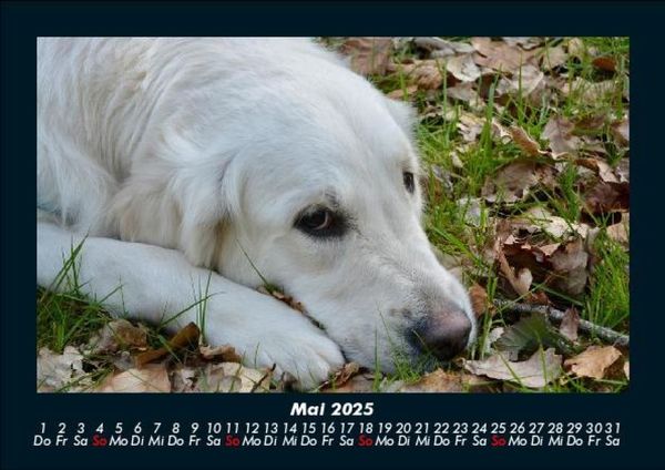 Produktbild: Hunde 2025 Fotokalender DIN A5