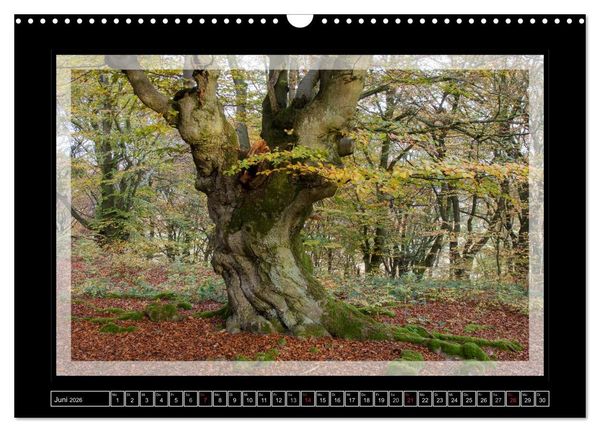Produktbild: Zauberwald HALLOH (Wandkalender 2026 DIN A3 quer), CALVENDO Monatskalender