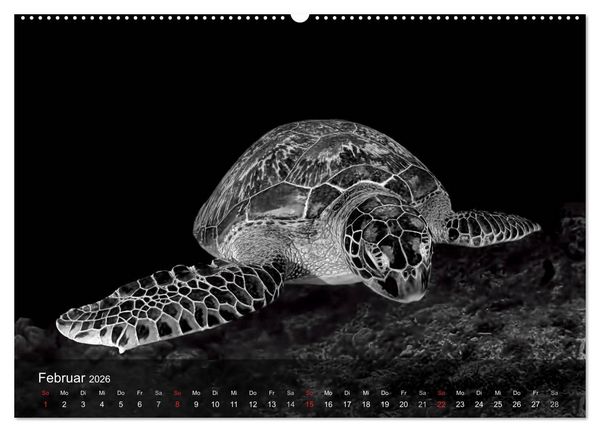 Produktbild: Schildkr&ouml;ten des Ozeans (Wandkalender 2026 DIN A2 quer), CALVENDO Monatskalender
