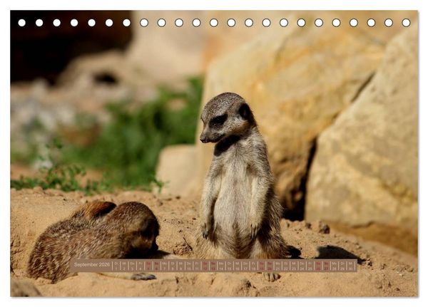 Produktbild: Erdm&auml;nnchen (Tischkalender 2026 DIN A5 quer), CALVENDO Monatskalender