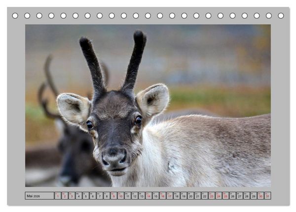 Produktbild: Rentiere im Hohen Norden (Tischkalender 2026 DIN A5 quer), CALVENDO Monatskalender