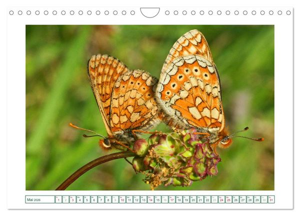 Produktbild: Schmetterlinge: zart und bunt (Wandkalender 2026 DIN A4 quer), CALVENDO Monatskalender