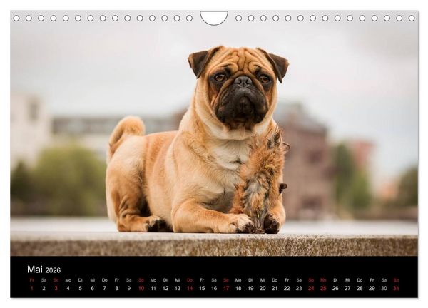 Produktbild: Berliner M&ouml;pse (Wandkalender 2026 DIN A4 quer), CALVENDO Monatskalender