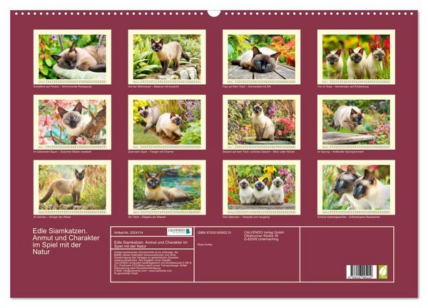 Produktbild: Edle Siamkatzen. Anmut und Charakter im Spiel mit der Natur (Wandkalender 2026 DIN A2 quer), CALVENDO Monatskalender
