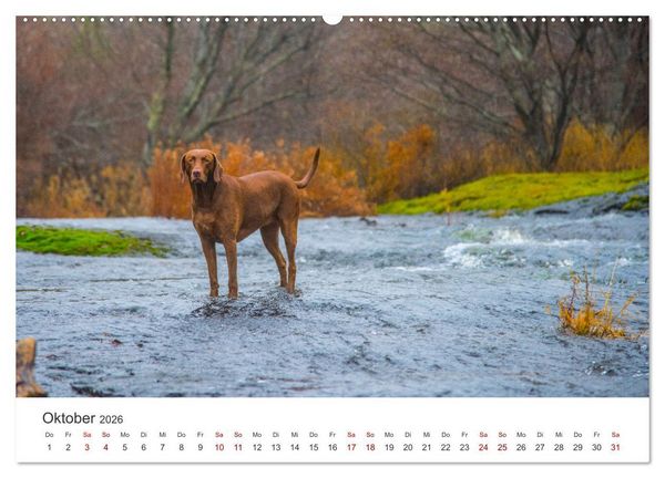 Produktbild: Labrador - Der Vierbeiner in Szene gesetzt. (Wandkalender 2026 DIN A2 quer), CALVENDO Monatskalender