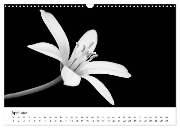 Produktbild: Blumen 2026, Schwarz-Wei&szlig; (Wandkalender 2026 DIN A3 quer), CALVENDO Monatskalender