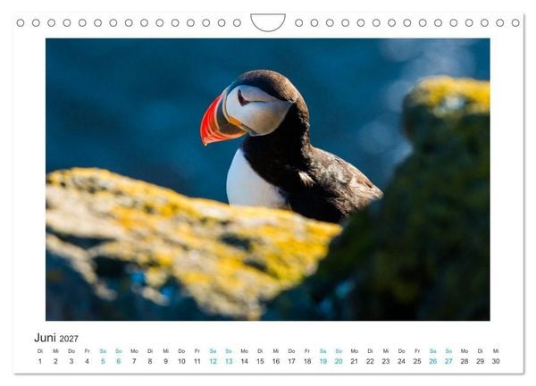 Produktbild: PAPAGEIENTAUCHER - Clowns der Nordmeere (Wandkalender 2027 DIN A4 quer), CALVENDO Monatskalender