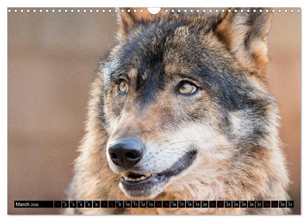 Produktbild: Wolves, Wild Spirits (Wall Calendar 2026 DIN A3 landscape), CALVENDO 12 Month Wall Calendar