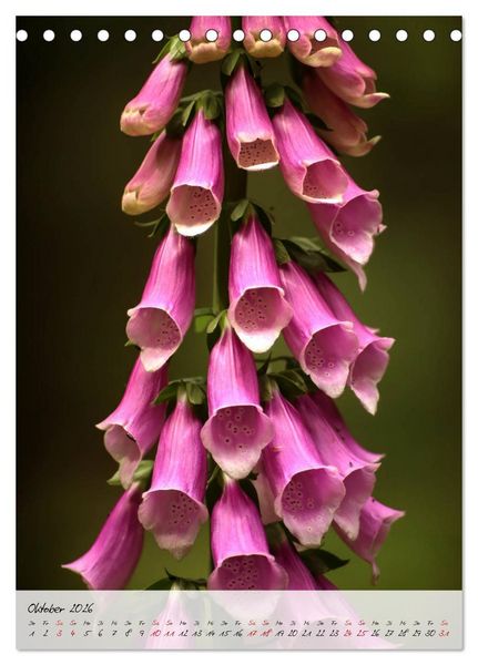 Produktbild: Florale Meisterwerke der Natur (Tischkalender 2026 DIN A5 hoch), CALVENDO Monatskalender