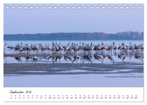 Produktbild: Kraniche am Schlafplatz - im Naturparadies der Mecklenburgischen Seenplatte (Tischkalender 2026 DIN A5 quer), CALVENDO Monatskalender