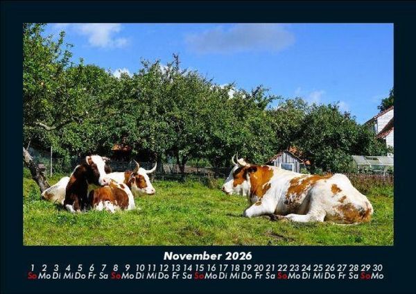 Produktbild: Kuhkalender 2026 Fotokalender DIN A5