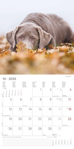 Produktbild: Labrador Retriever 2026 - Broschürenkalender 30x30 cm (30x60 geöffnet) - Kalende
