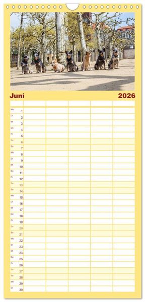 Produktbild: Familienplaner 2026 - Australian Cattle Dogs zwischen Kunst und Kultur mit 5 Spalten (Wandkalender, 21 x 45 cm) CALVENDO