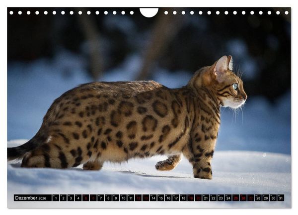 Produktbild: Bengalen Outdoor und Action (Wandkalender 2026 DIN A4 quer), CALVENDO Monatskalender