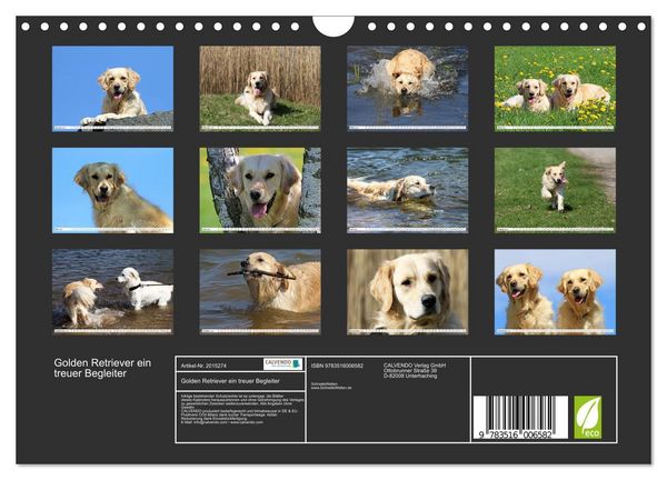 Produktbild: Golden Retriever ein treuer Begleiter (Wandkalender 2026 DIN A4 quer), CALVENDO Monatskalender