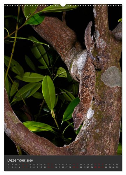 Produktbild: GECKOS (Wandkalender 2026 DIN A2 hoch), CALVENDO Monatskalender