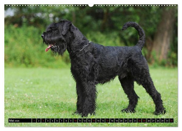 Produktbild: Treuer Freund Riesenschnauzer (Wandkalender 2026 DIN A2 quer), CALVENDO Monatskalender