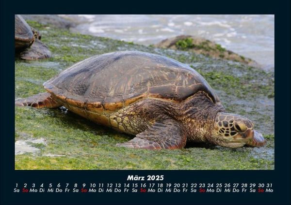 Produktbild: Schildkr&ouml;tenzauber 2025 Fotokalender DIN A4