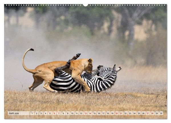Produktbild: Faszination Afrika: L&ouml;wen (Wandkalender 2026 DIN A2 quer), CALVENDO Monatskalender