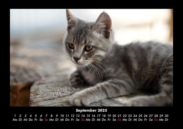 Produktbild: F&uuml;r Katzenfreunde 2025 Fotokalender DIN A3