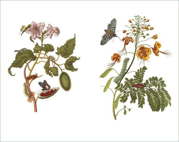 Produktbild: Das Insektenbuch