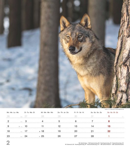 Produktbild: Mythos Wolf 2026 - Foto-Kalender - Wand-Kalender - 30x34