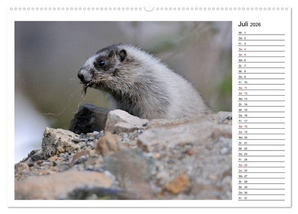 Produktbild: Murmeltiere in Nordamerika (Wandkalender 2026 DIN A2 quer), CALVENDO Monatskalender