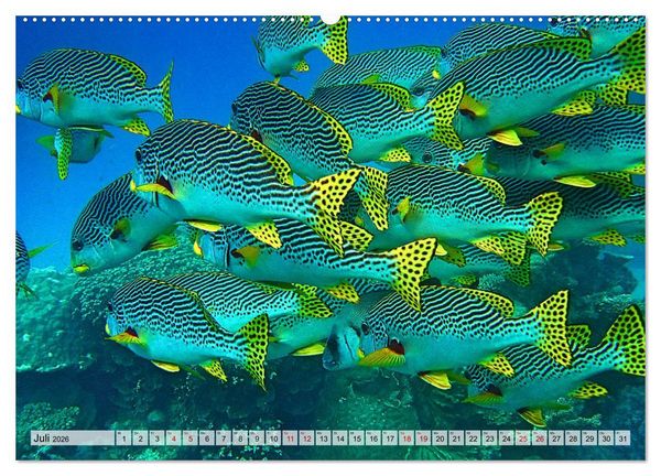 Produktbild: Abenteuer Riff - bunte Unterwasserwelt (Wandkalender 2026 DIN A2 quer), CALVENDO Monatskalender