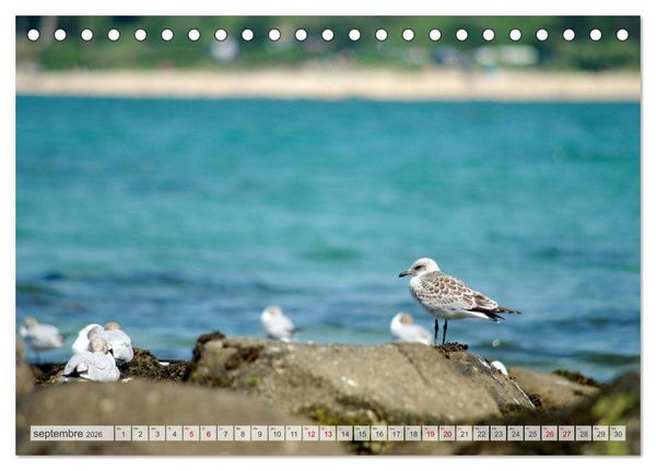 Produktbild: Oiseaux libres et sauvages (Calendrier de bureau 2026 DIN A5 vertical), CALVENDO calendrier mensuel